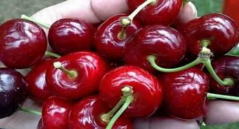De ce este bine să mâncăm cireşe seara, cu o oră înainte de somn. Efectele sunt miraculoase